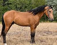 champion-quarter-horse