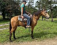 bright-missouri-fox-trotter-horse
