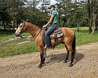 bright-eyes-missouri-fox-trotter-horse