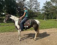 nice-mare-missouri-fox-trotter-horse