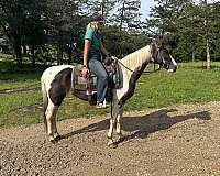 panda-missouri-fox-trotter-horse