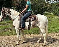 any-size-rider-missouri-fox-trotter-horse