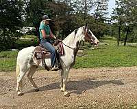 gentle-fox-trotter-horse
