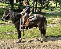 neck-rein-pony