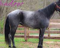 endurance-kentucky-mountain-horse