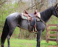 gaited-kentucky-mountain-horse