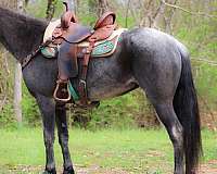 kid-safe-kentucky-mountain-horse
