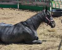 trail-kentucky-mountain-horse