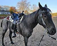 trail-riding-kentucky-mountain-horse