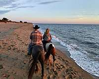 trained-kentucky-mountain-horse