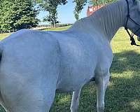 roan-blue-white-spotted-horse