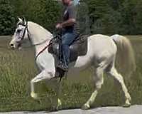 all-around-kentucky-mountain-horse