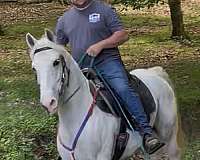 athletic-kentucky-mountain-horse