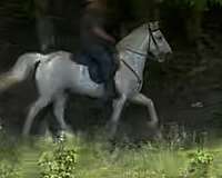 experienced-kentucky-mountain-horse