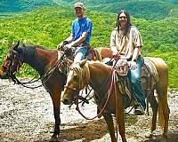 athletic-draft-horse