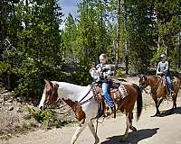 all-around-draft-horse