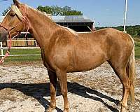 dun-it-draft-horse