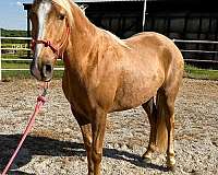 red-dun-star-horse