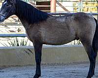 gullo-andalusian-horse