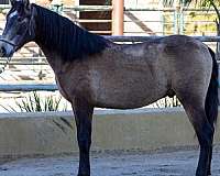 gullo-horse