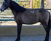 gullo-colt