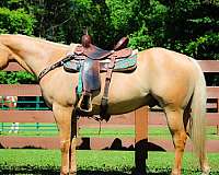 all-around-quarter-horse