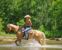athletic-quarter-horse