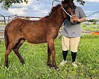 roan-mule-colt-mare