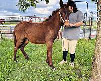 bay-roan-twhbea-colt-mare