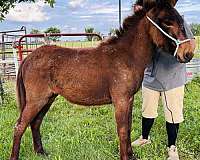 bay-roan-mule-colt-mare