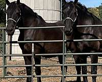 driving-percheron-horse