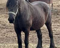 black-percheron-mare