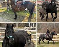 friesian-percheron-colt-mare