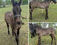 black-friesian-mare