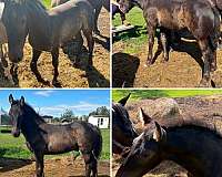 appy-friesian-horse