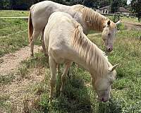athletic-quarter-horse