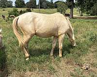 calf-roping-quarter-horse