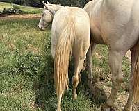 cowboy-mounted-shooting-quarter-horse