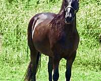 can-go-any-direction-friesian-horse