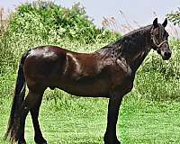 great-size-friesian-horse
