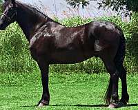 horse-camping-friesian