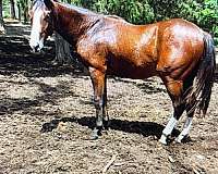 blaze-2-whites-horse