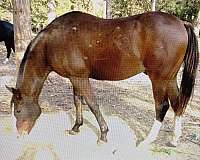 bay-blaze-2-whites-horse