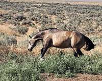 buckskin-strip-snip-socks-on-all-feet-horse