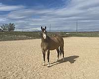 star-horse
