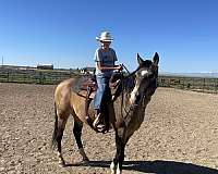 dorsal-stripe-horse