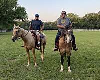 buckskin-dorsal-stripe-horse
