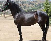 caballos-andalusian-horse