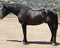 caballo-andalusian-horse