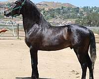 prospect-andalusian-horse